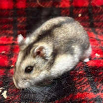 Thumbnail photo of Marco #2