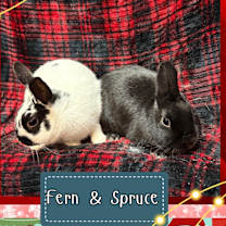 Thumbnail photo of Fern #2