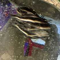 Thumbnail photo of Flower #1