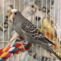 Thumbnail photo of Parakeets - Females #1