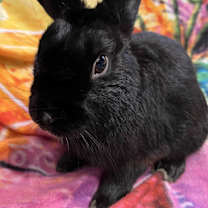 Thumbnail photo of Raven #2