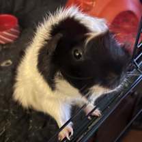 Thumbnail photo of Pistachio #1