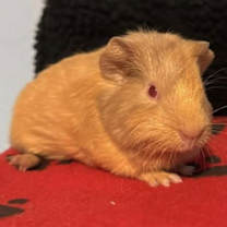 Thumbnail photo of Red Baron #1