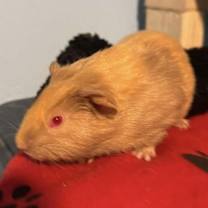 Thumbnail photo of Red Baron #3