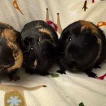 Thumbnail photo of Bubbles #2