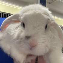 Thumbnail photo of Dopey #1