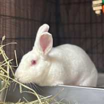 Thumbnail photo of Alice #2