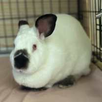 Thumbnail photo of Zouwu #1