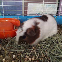 Thumbnail photo of Choriza & Kuro #1