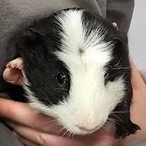 Thumbnail photo of Toothless #1