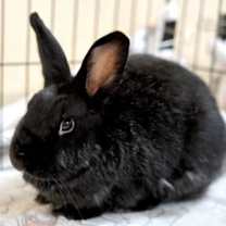 Thumbnail photo of Final Four #3