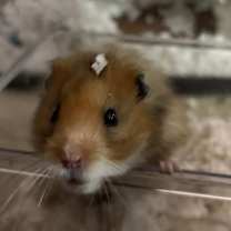 Thumbnail photo of Dino #1