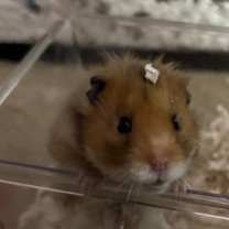 Thumbnail photo of Dino #3