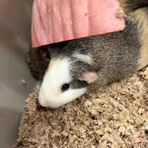 Thumbnail photo of Teddy #1