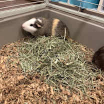 Thumbnail photo of Teddy #2