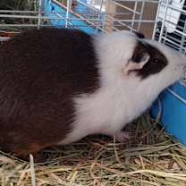 Thumbnail photo of Cinnamona #3