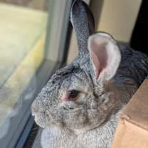 Thumbnail photo of Crystal #1