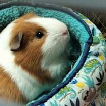 Thumbnail photo of Hammy #3