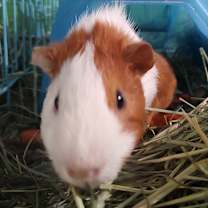 Thumbnail photo of Willingham #2