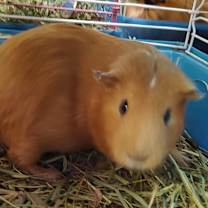 Thumbnail photo of Cinnamonte #3