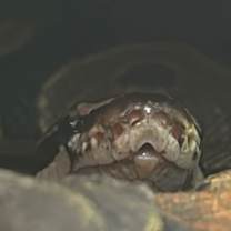 Thumbnail photo of Aurelian #3