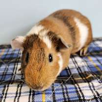 Thumbnail photo of Pillsbury #1