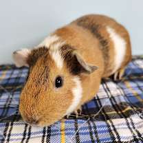 Thumbnail photo of Pillsbury #2