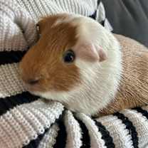 Thumbnail photo of Linus #3