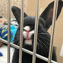 Thumbnail photo of Cosmo #1