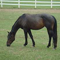 Thumbnail photo of Bayo #1