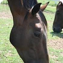 Thumbnail photo of Bayo #2