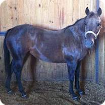 Thumbnail photo of Bayo #3