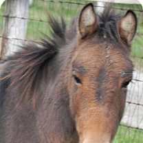 Thumbnail photo of Stanley #1