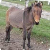 Thumbnail photo of Stanley #2