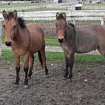 Thumbnail photo of Stanley #3