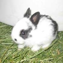 Thumbnail photo of Speck #2