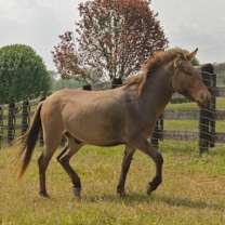 Thumbnail photo of Stanley #4