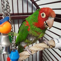 Thumbnail photo of Adrian #3