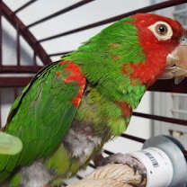 Thumbnail photo of Adrian #4