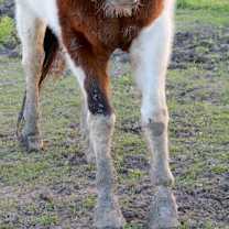 Thumbnail photo of Buster #3