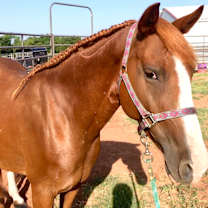 Thumbnail photo of Ginger #1