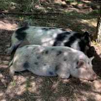 Thumbnail photo of Maybelle #3