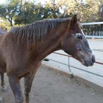 Thumbnail photo of Bonnie #2