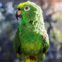 Thumbnail photo of Cleo #4