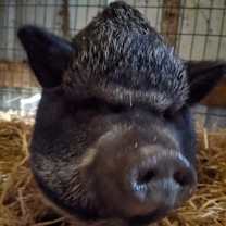 Thumbnail photo of Penelope Pigglesworth #1