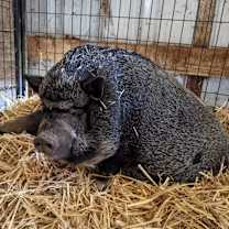 Thumbnail photo of Penelope Pigglesworth #2