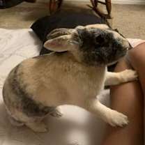 Thumbnail photo of Clover (#5) & Ted #3