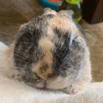Thumbnail photo of Clover (#5) & Ted #4
