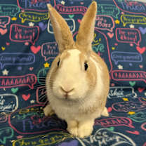 Thumbnail photo of Moana #1