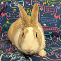 Thumbnail photo of Moana #2